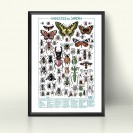 Sérigraphie Les insectes du jardin - secondaire-1